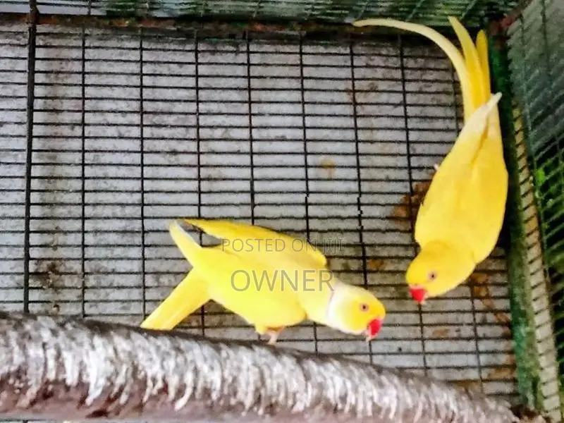 Ringneck birds