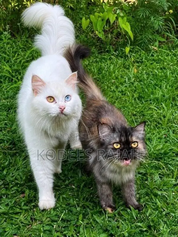 sale: White Odd-Eyed Male Persian Cat