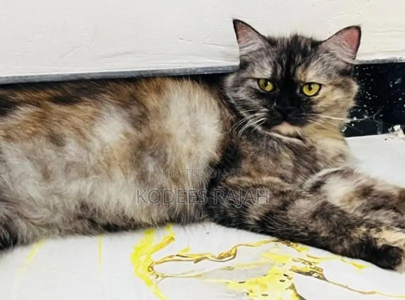 Sale : Tortoiseshell Persian cat for