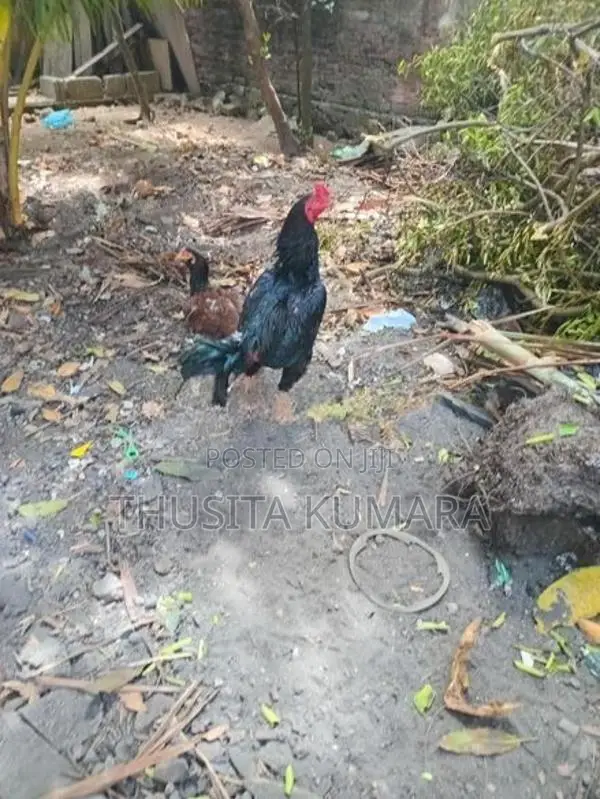 Buruma Kukulan
