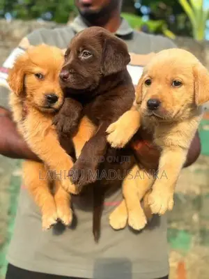 Labrador Puppy