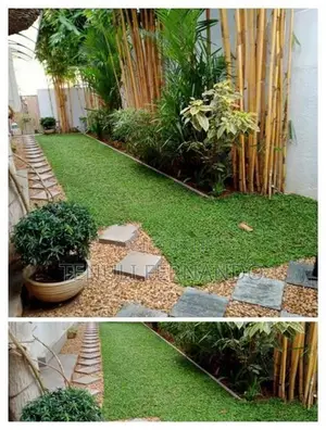 Malaysian Grass