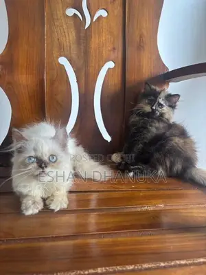 Persian Cats