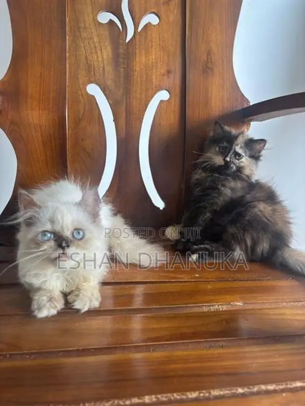 Persian Cats