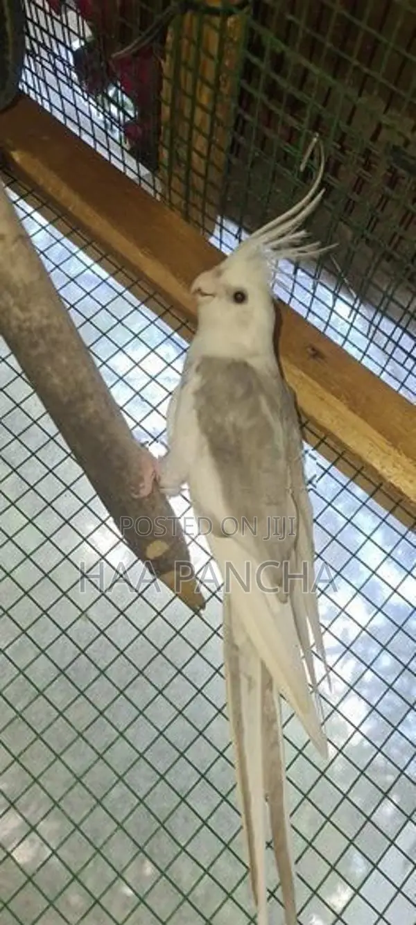 Cockatiel birds