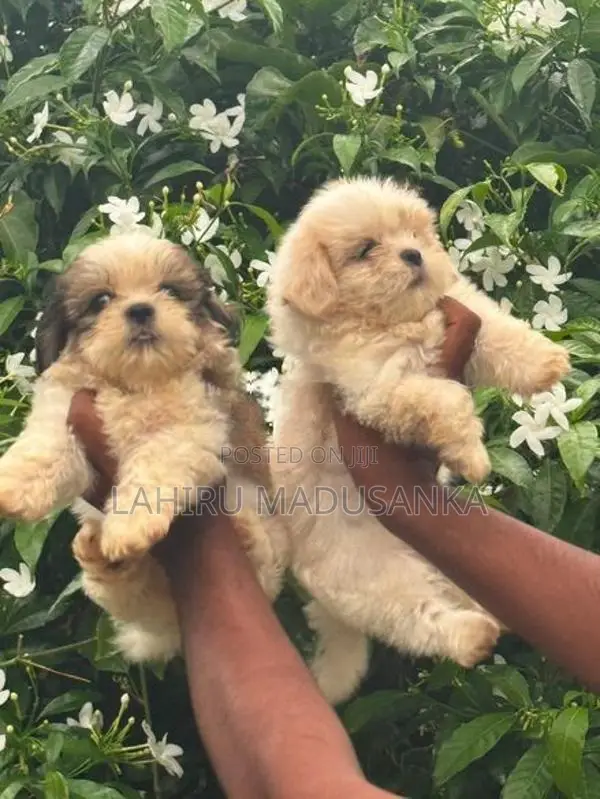 Shih Tzu Puppies