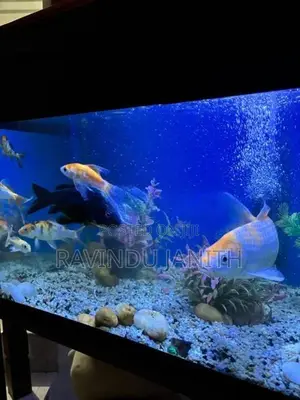 Carp fish