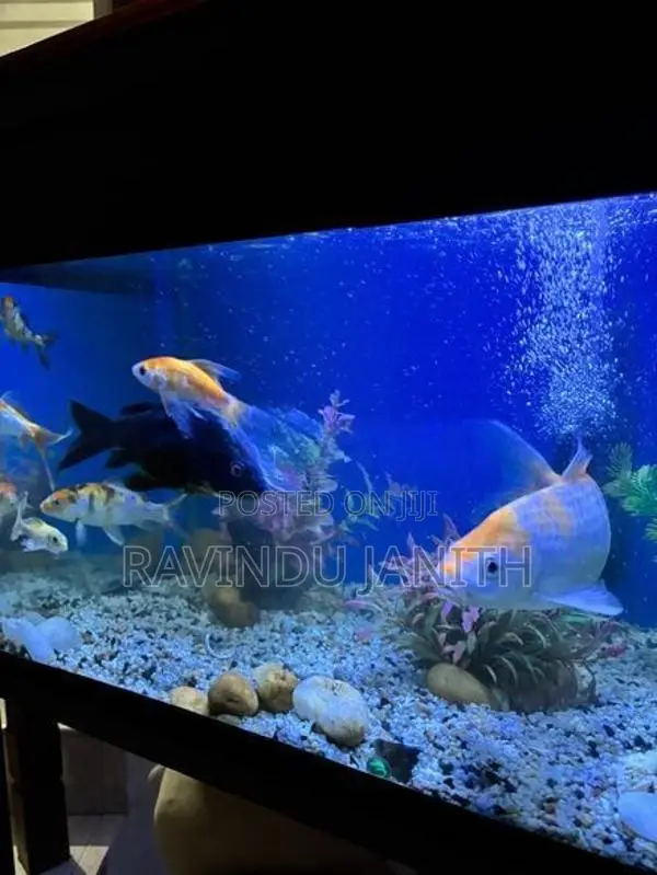 Carp fish
