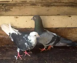 Pigeons