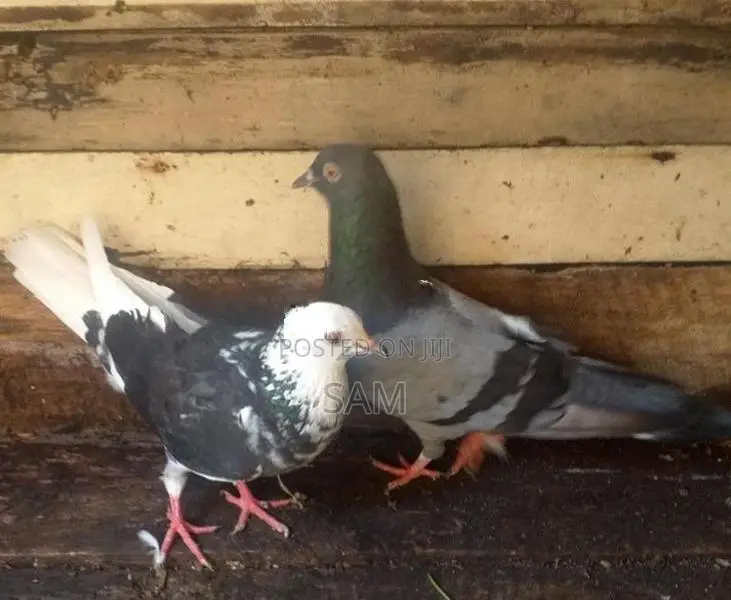 Pigeons