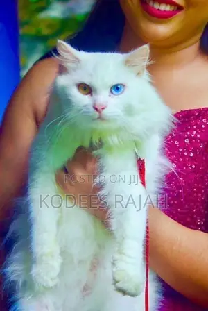 sale: White Odd-Eyed Male Persian Cat
