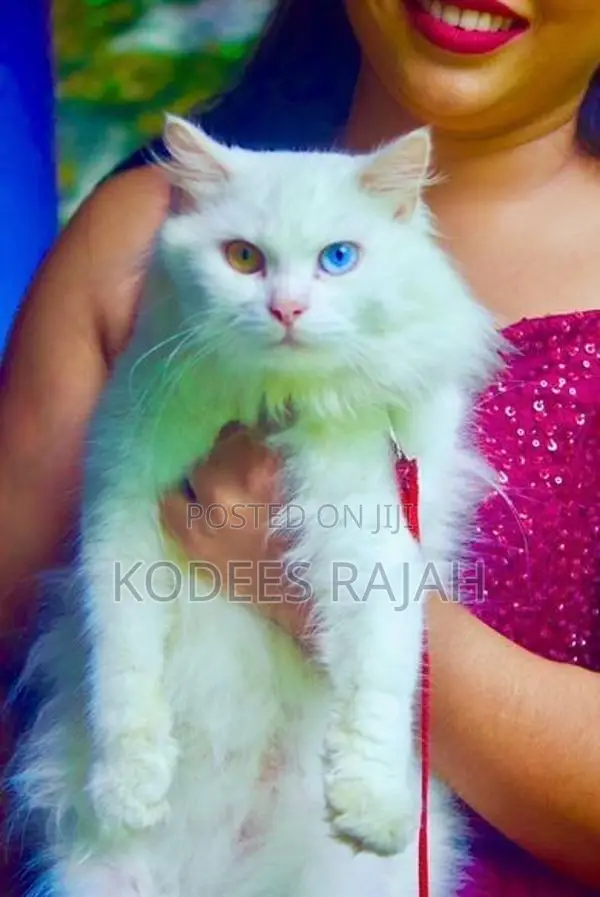 sale: White Odd-Eyed Male Persian Cat
