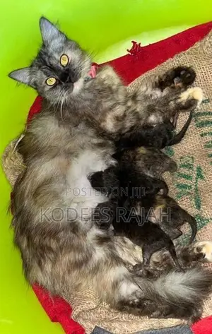 Sale : Tortoiseshell Persian cat for