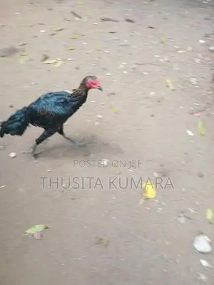 Buruma Kukulan