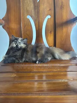 Persian Cats