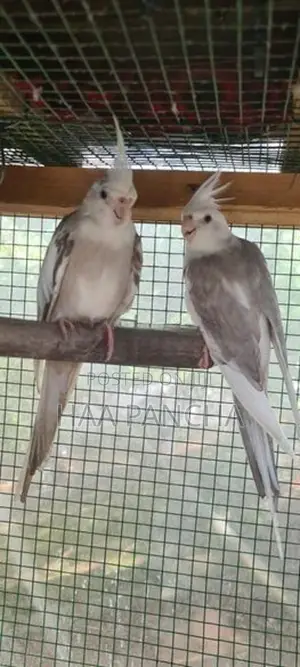 Cockatiel birds