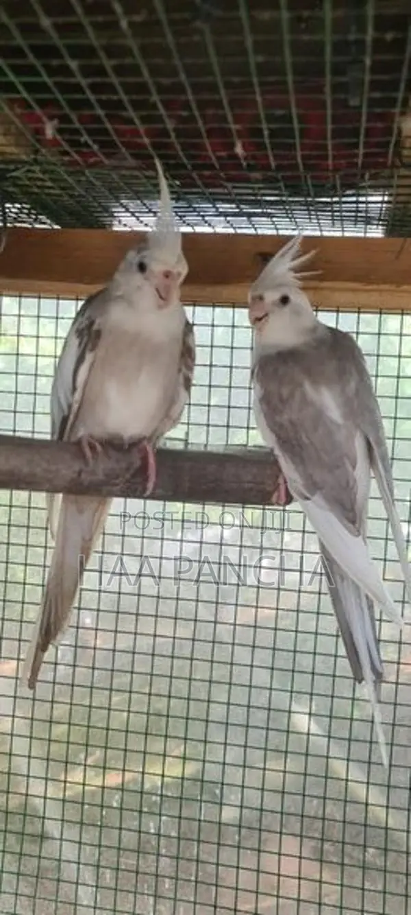 Cockatiel birds