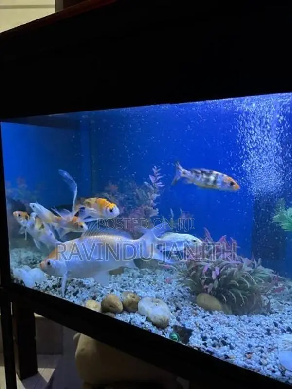 Carp fish