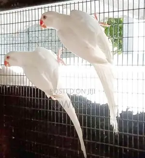 Ringneck birds
