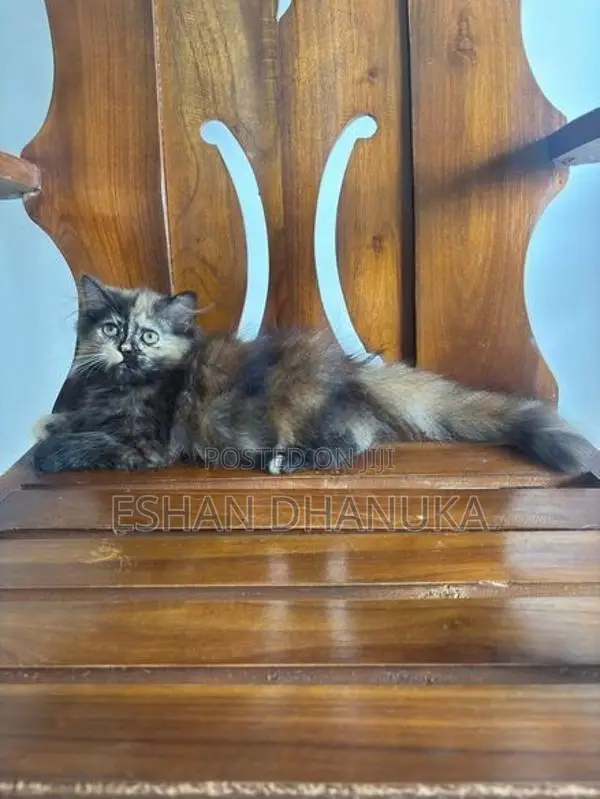 Persian Cats