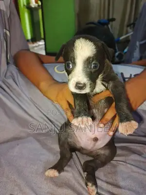 American bully puppy