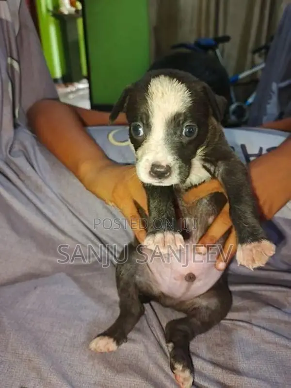 American bully puppy