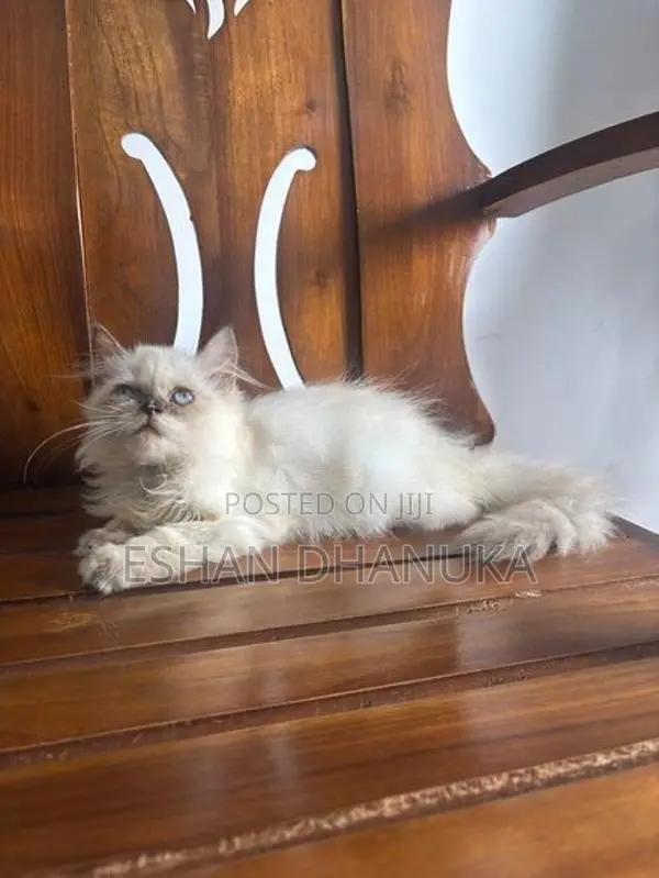 Persian Cats