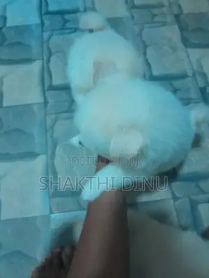 Lion pomeranian puppies