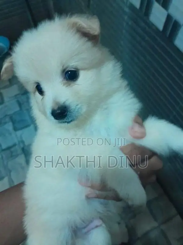 Lion pomeranian puppies