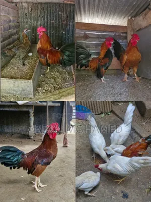 Oeg Chicken