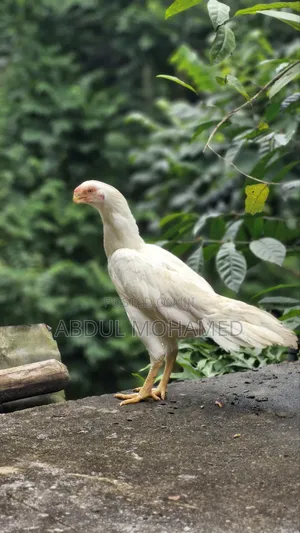 Parrot Beak
