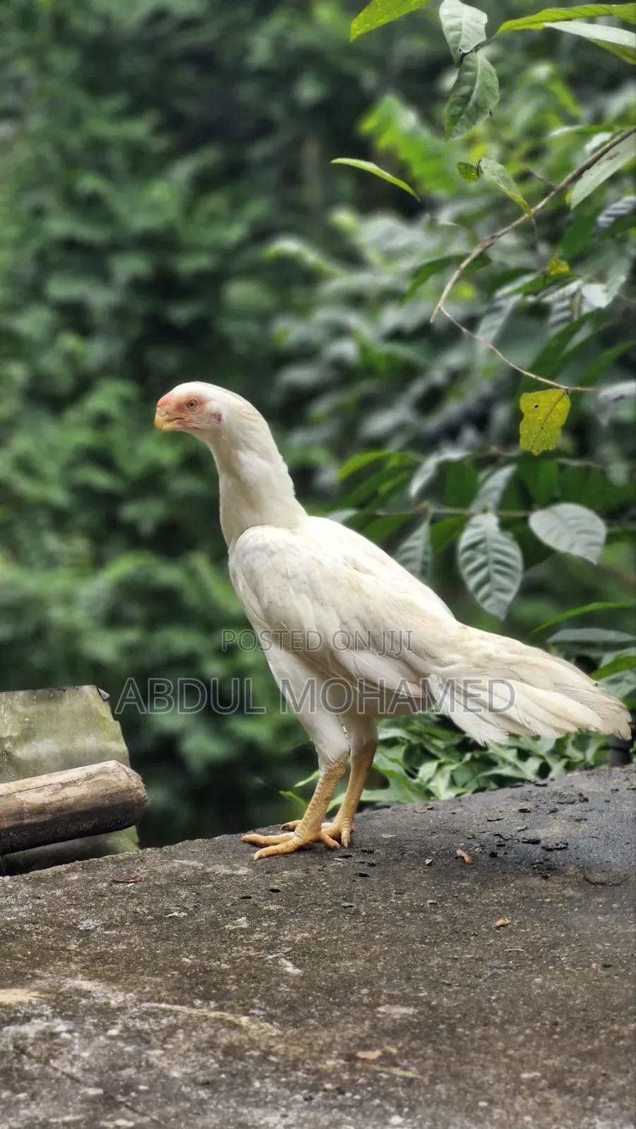 Parrot Beak