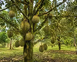 දූරියන් පැළ