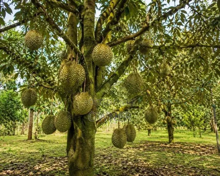 දූරියන් පැළ