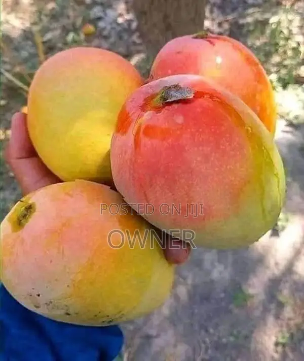 බැ න්කොක් අඹ පැළ