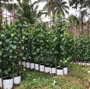 බුලත් පැළ