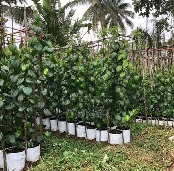 බුලත් පැළ