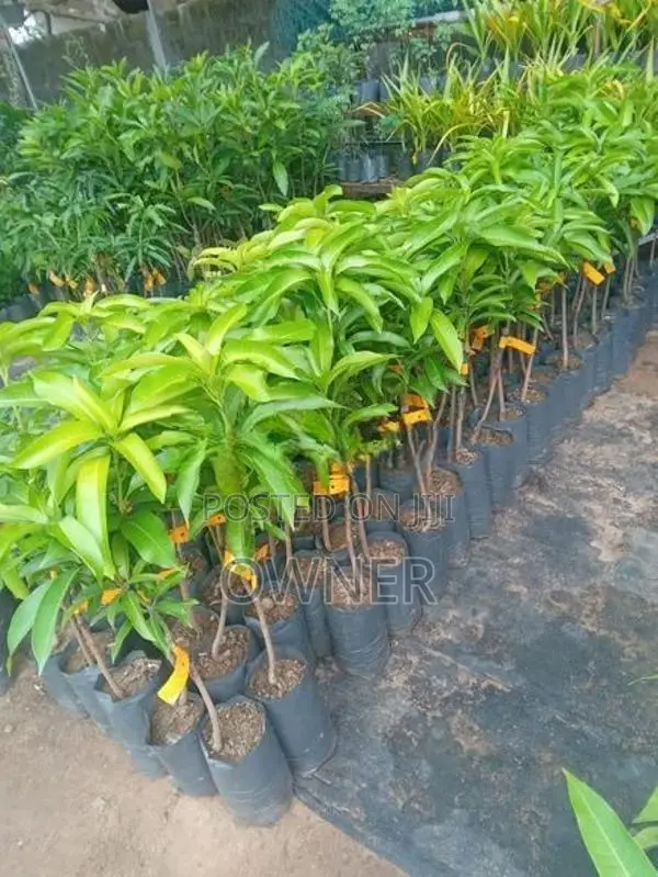 බැ න්කොක් අඹ පැළ