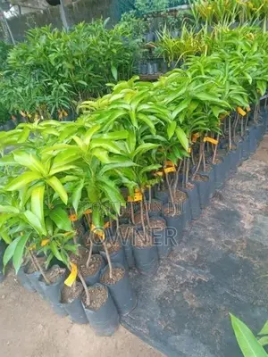 බැ න්කොක් අඹ පැළ