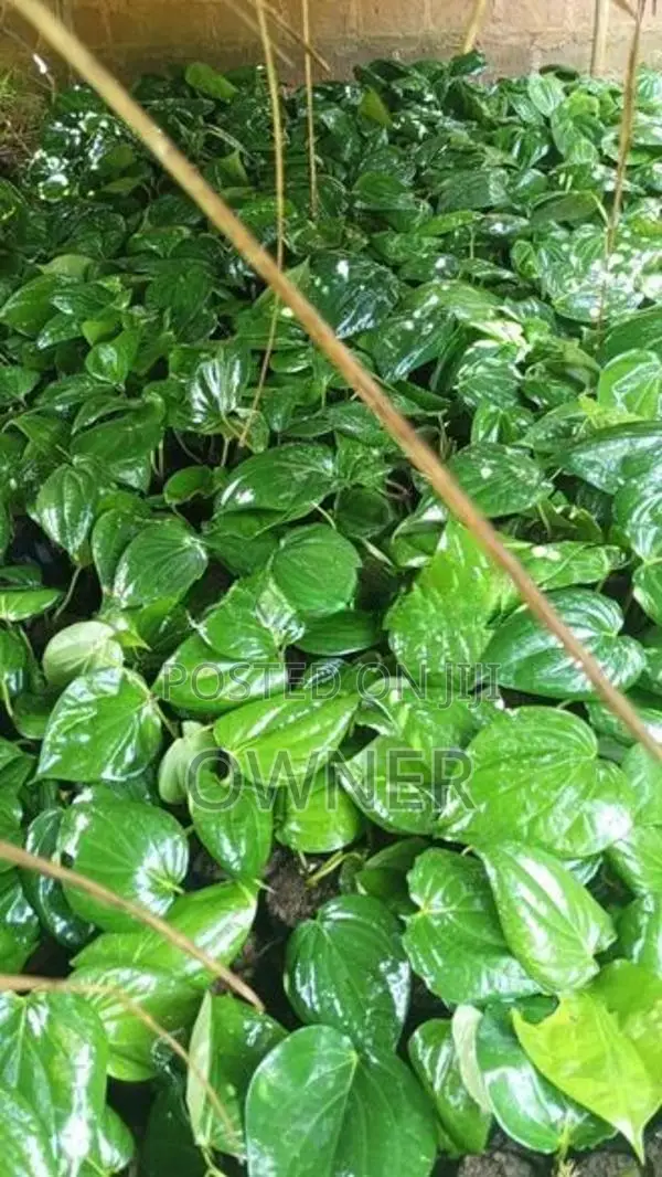 බුලත් පැළ