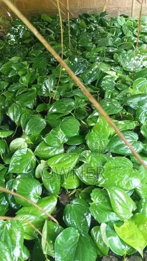 බුලත් පැළ