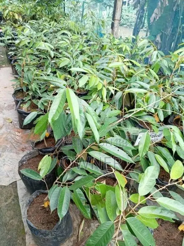 දූරියන් පැළ