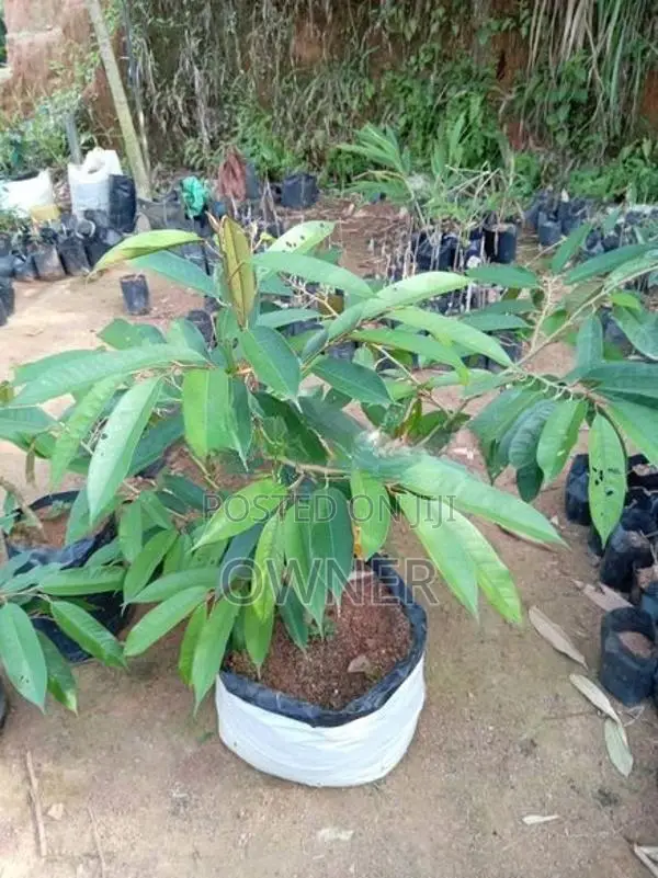 දූරියන් පැළ
