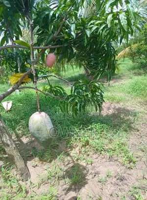 බැ න්කොක් අඹ පැළ