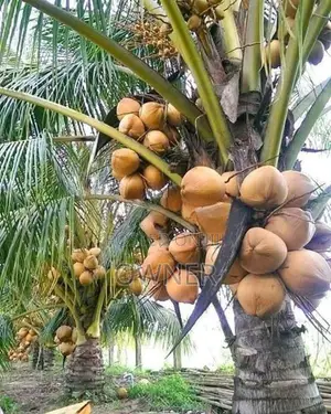 CRC65 රැති පොල් පැළ