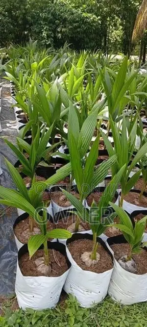 CRC65 රැති පොල් පැළ