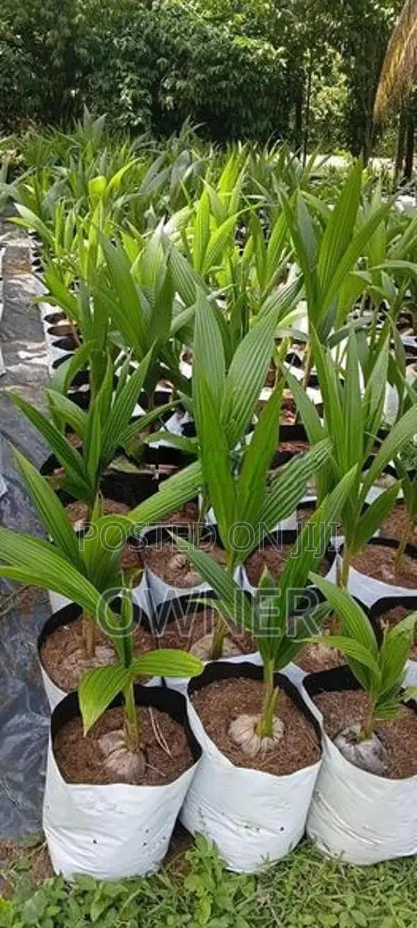 CRC65 රැති පොල් පැළ