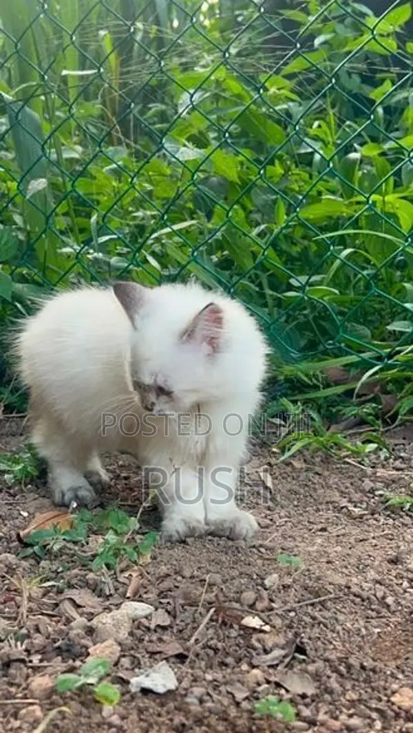 Himalayan Kitten