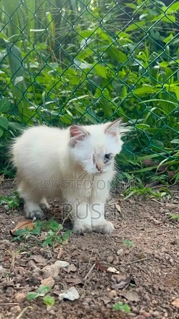 Himalayan Kitten