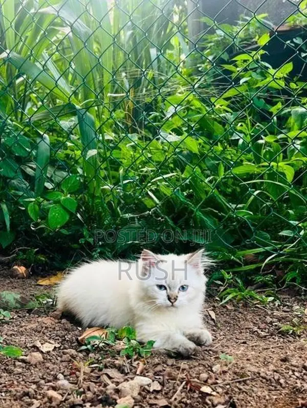 Himalayan Kitten
